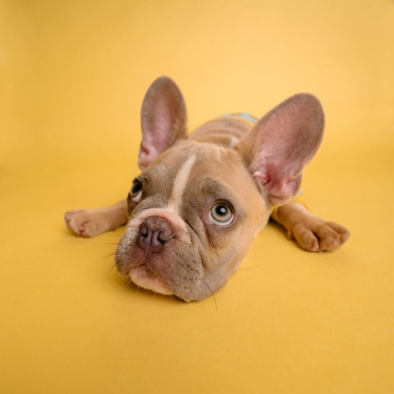 Is The French Bulldog Hypoallergenic For Allergy Sufferers?