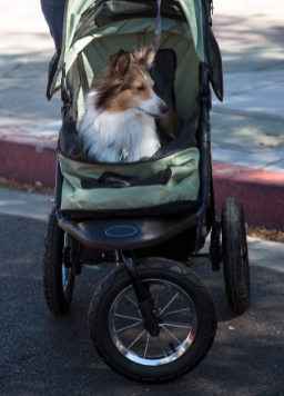 The Dog Stroller Guide: Everything You Need To Know About Buying One - 3 wheel