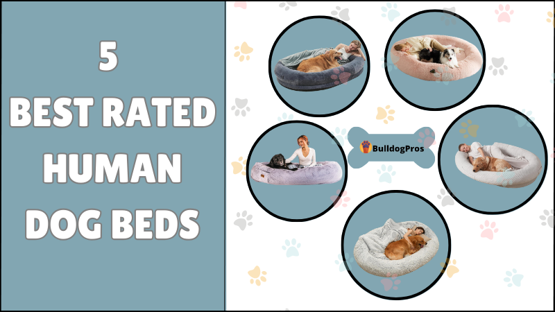 5 Best Human Dog Beds