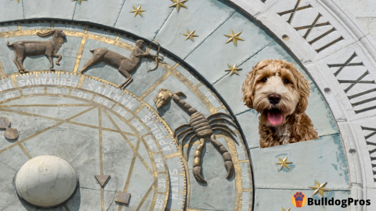 A Brief Guide to Zodiac Signs and Dogs