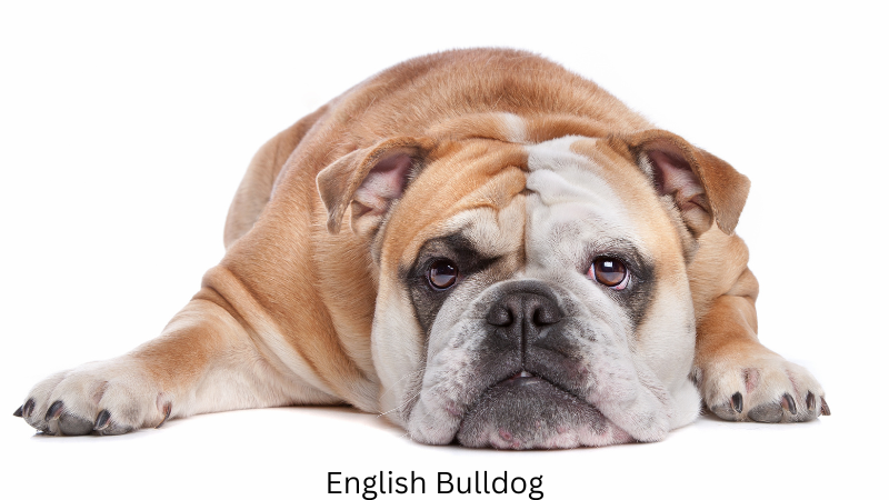 Bulldog Breeds - The Ultimate Guide - English Bulldog