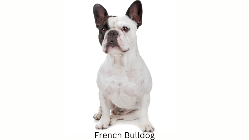 Bulldog Breeds - The Ultimate Guide - French Bulldog