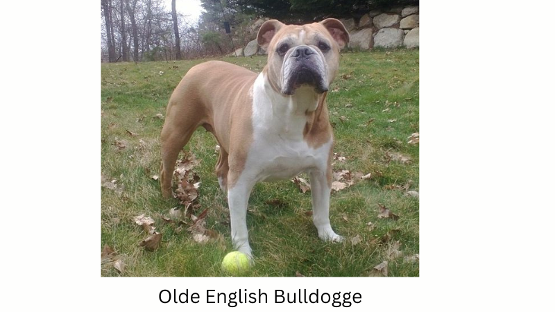 Bulldog Breeds - The Ultimate Guide - Olde English Bulldogge