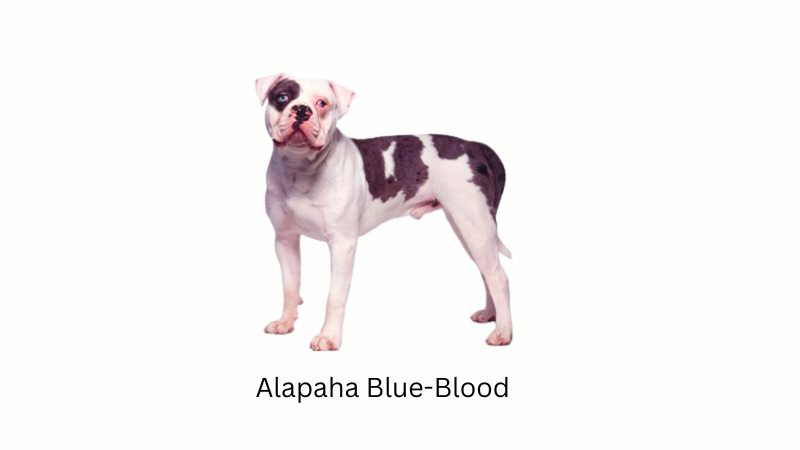 Bulldog Breeds - The Ultimate Guide - Alapaha Blue-Blood