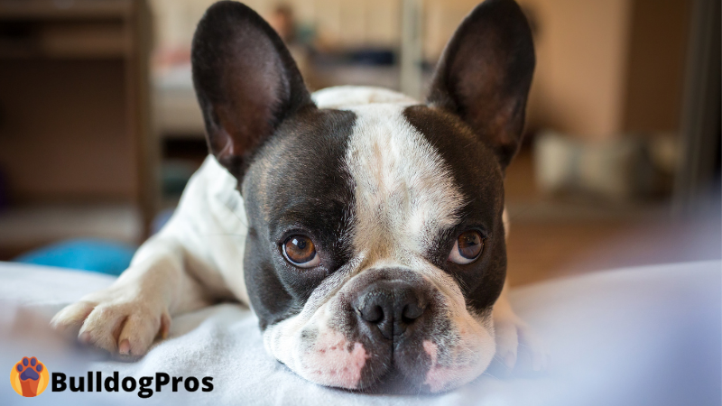 Bulldogpros - Best Dog Beds For French Bulldogs