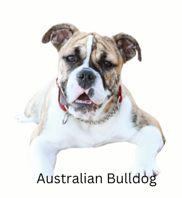 Bulldog Breeds - The Ultimate Guide - Australian Bulldog