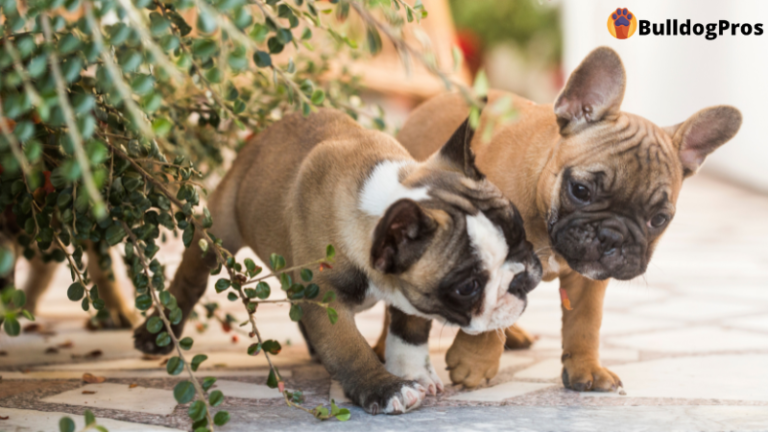Bulldog Breeds - The Ultimate Guide