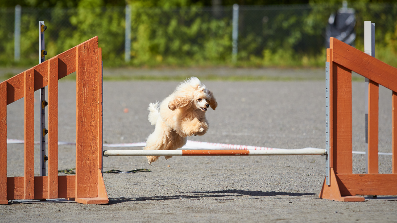 Agility Training for Dogs (1)