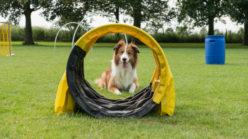 Agility Training for Dogs  - Equipment