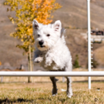 Agility Training for Dogs (5)