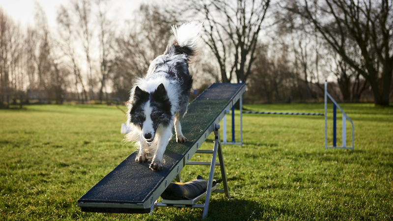 Agility Training for Dogs (7)