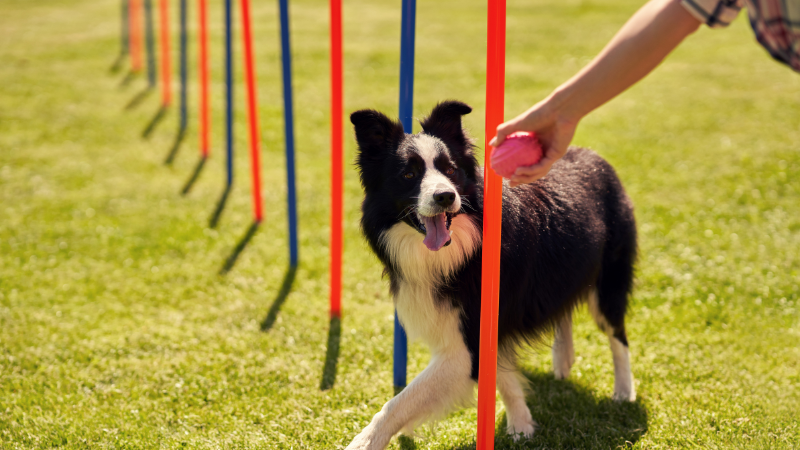 Agility Training for Dogs (8)