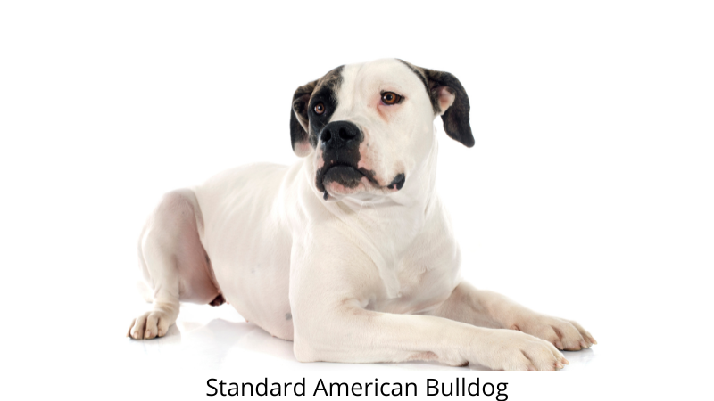 Bulldog Breeds - The Ultimate Guide - American Bulldog