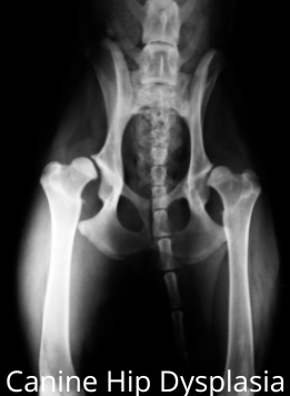 What Is An American Bulldog - Canine Hip Dysplasia What Is An American Bulldog - Canine Hip Dysplasia
