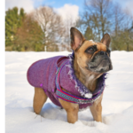 Best Coats For Dogs (3)