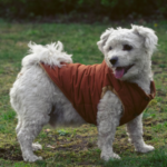 Best Coats For Dogs (4)