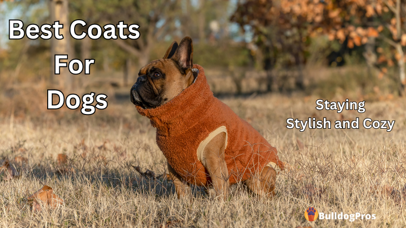 Best Coats For Dogs
