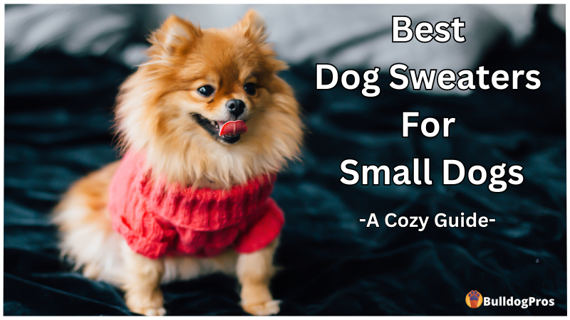 Best Dog Sweaters for Small Dogs