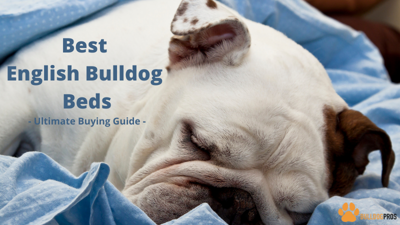 Best English Bulldog Beds - Ultimate Buying Guide