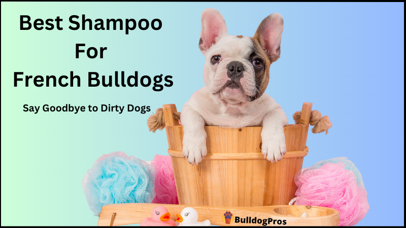 Best Shampoo For French Bulldogs