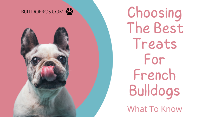 Best Treats For French Bulldogs