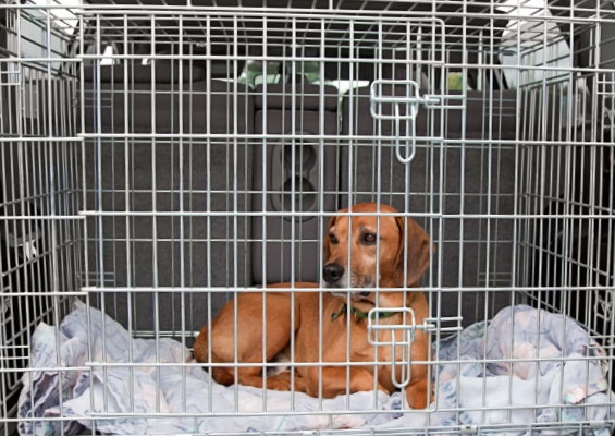 How To Choose A Dog Crate