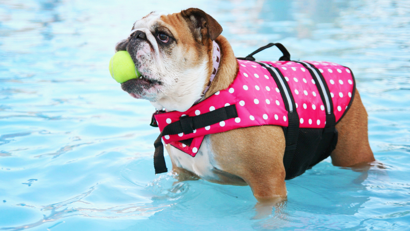 Bulldog Exercise - The Ultimate Guide - Swimming