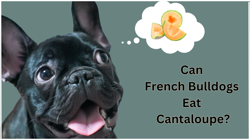 Can French Bulldogs Eat Cantaloupe