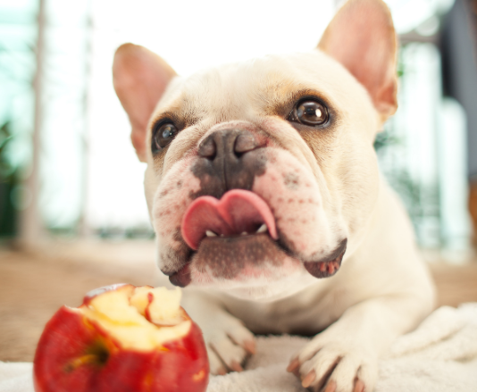 Can French Bulldogs Eat Mango (1)