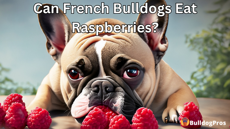 Can French Bulldogs Eat Raspberries
