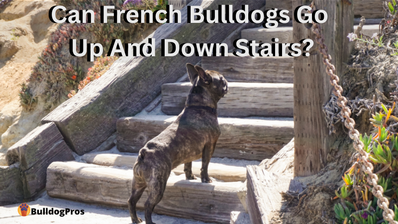Can French Bulldogs Go Up and Down Stairs