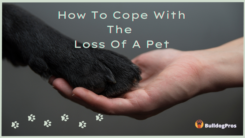 How To Cope With The Loss Of A Pet