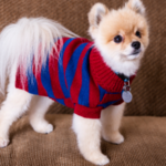 Do Dogs Need Sweaters (3)