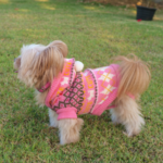 Do Dogs Need Sweaters (4)