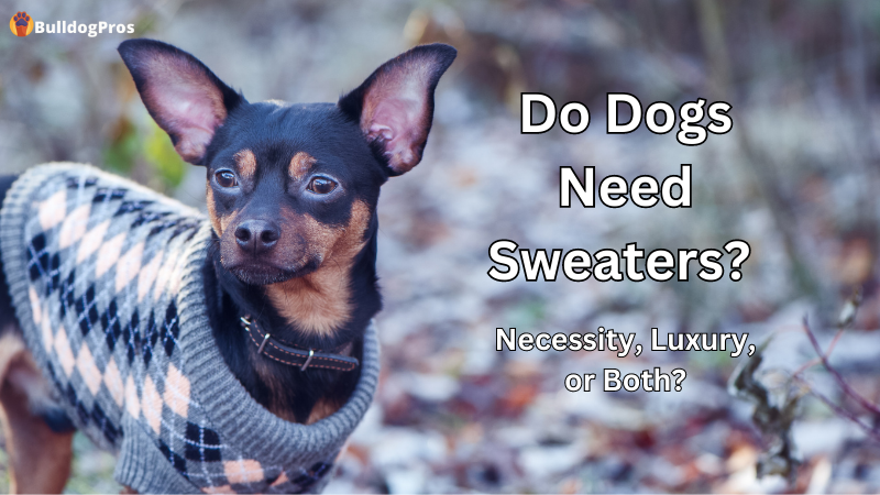 Do Dogs Need Sweaters