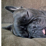 Do French Bulldogs Drool (6)