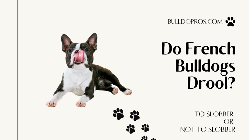 Do French Bulldogs Drool