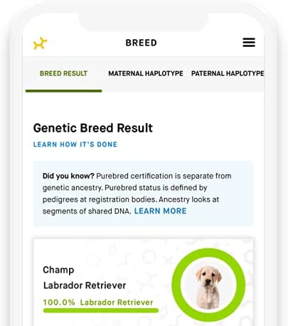 DNA Test Kits For Dogs - Buying Guide - Embark Purebred Pets