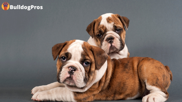 bulldogpros - English Bulldog Puppies Stages Of Growth