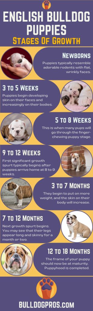 English Bulldog Puppies: Stages Of Growth With Growth Chart - Stages of Growth Image