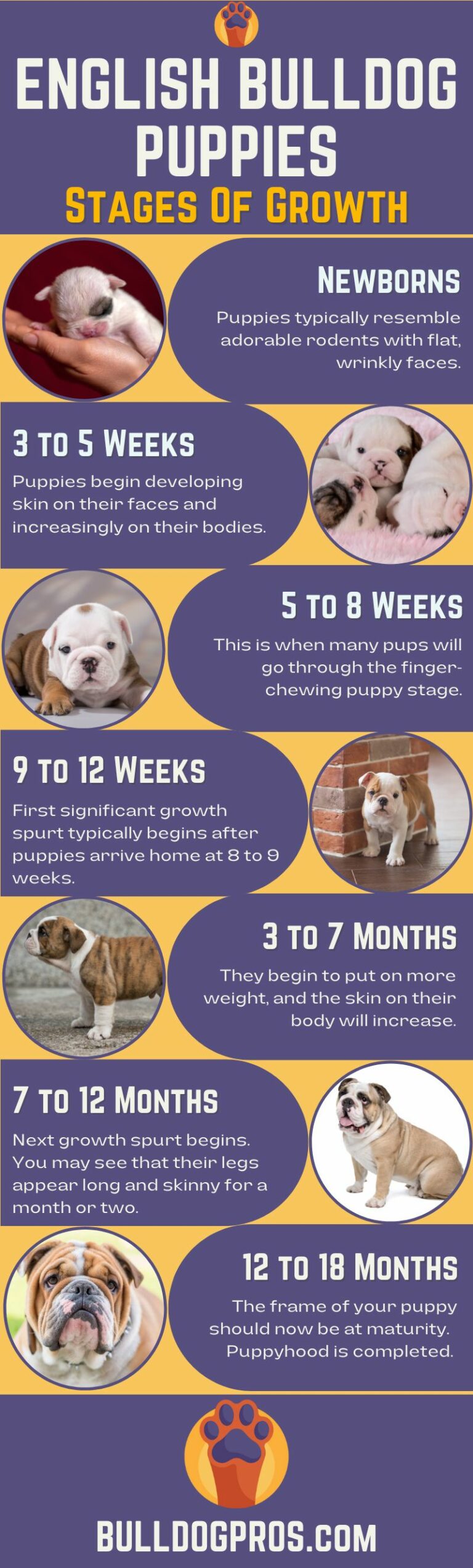 English Bulldog Puppies: Stages Of Growth With Growth Chart