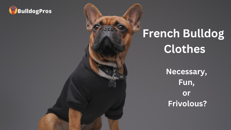 French Bulldog Clothes (5)