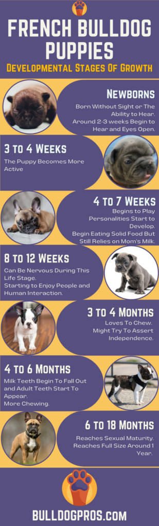 French Bulldog Puppies Developmental Stages Of Growth 