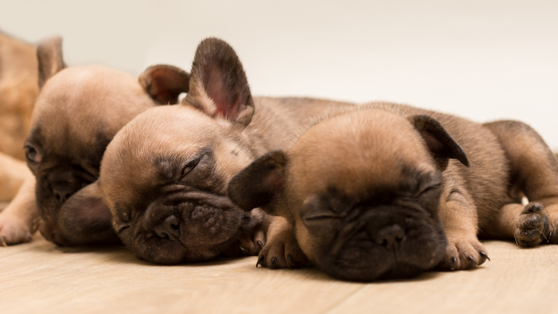 How Many Puppies Can French Bulldogs Have