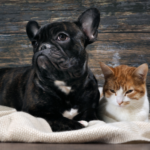 French Bulldogs And Cats