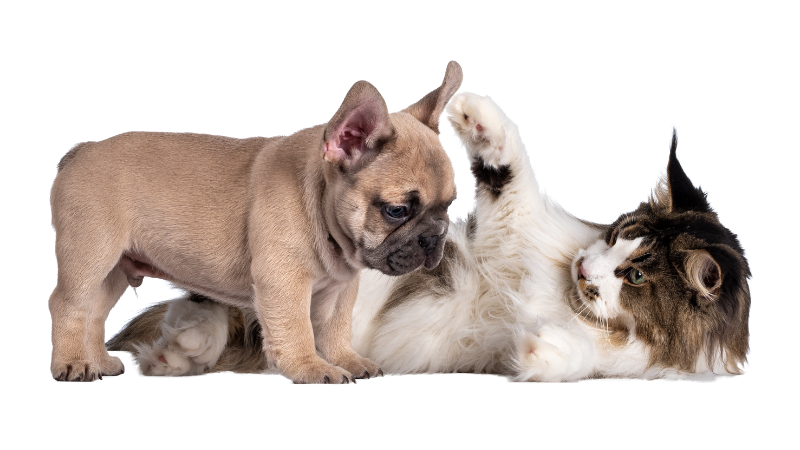 French Bulldogs And Cats - Can They Get Along?