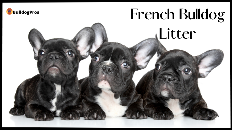 how many puppies can a french bulldog have