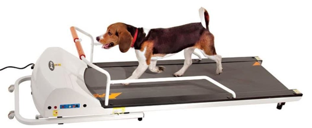 Best Rated Dog Treadmills - The Ultimate Buying Guide - GoPet