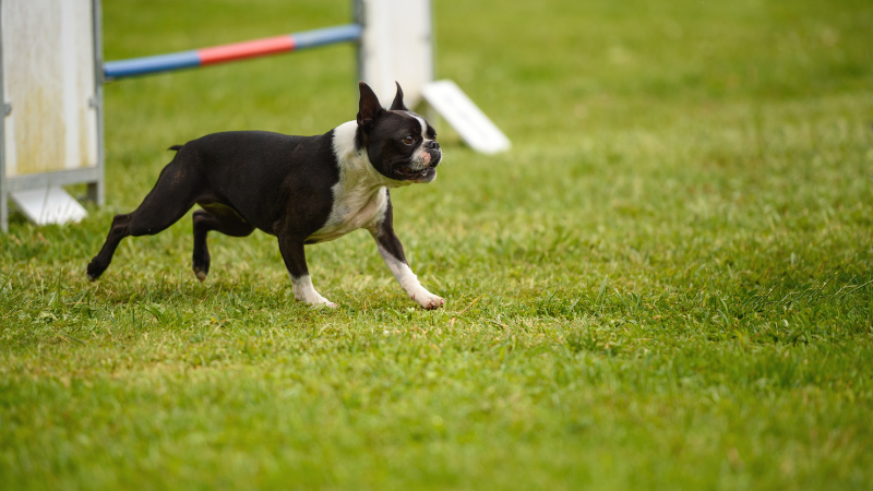 How Fast Can French Bulldogs Run - Agility