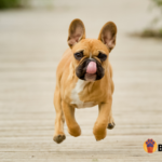 How Fast Can French Bulldogs Run